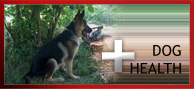 köpek sağlığı
