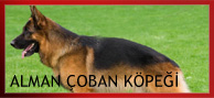 alman kurdu