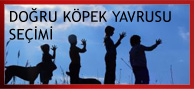 yavru kurt