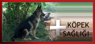 köpek sağlığı