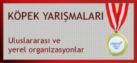 köpek yarışları