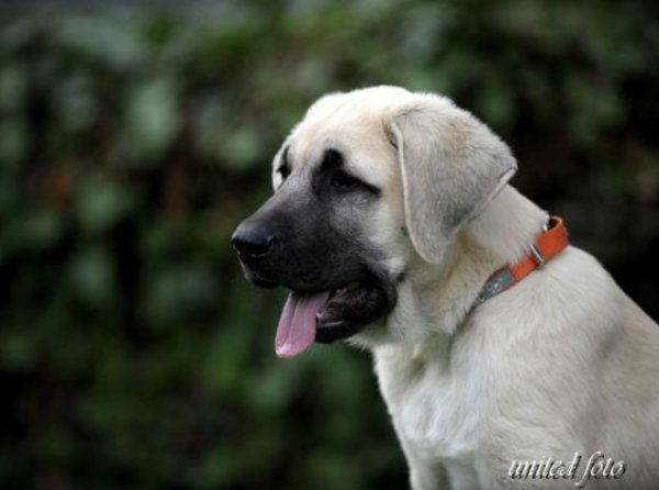 Kangal