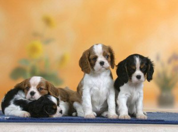 Cavalier King Charles