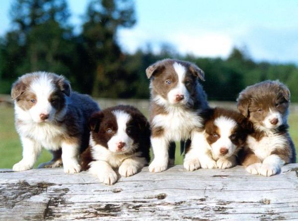 Border collie