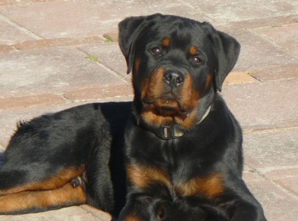 Rottweiler