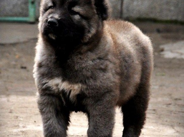 Kafka Çoban Köpeği  Yavru  Temini