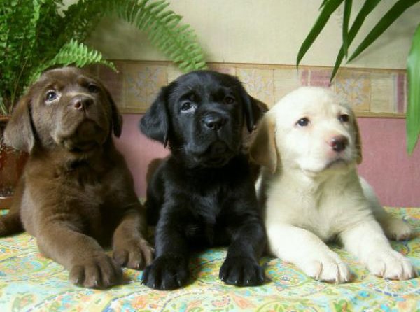 Labrador retriever