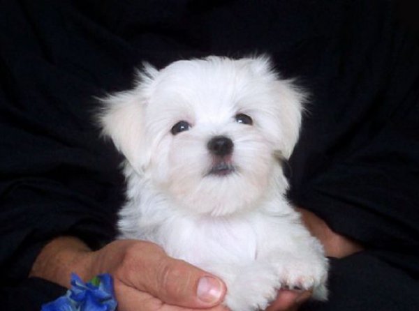 Maltese